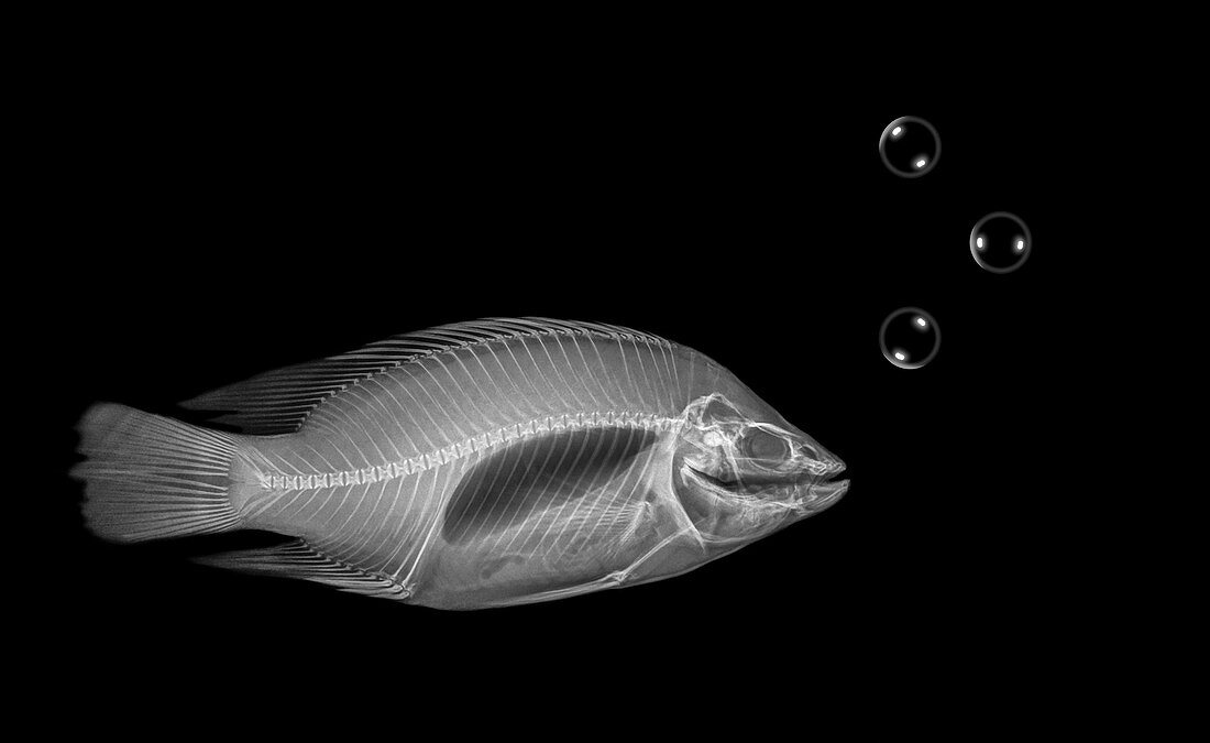X-ray of a fish