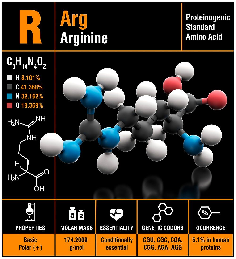 Arginine amino acid molecule