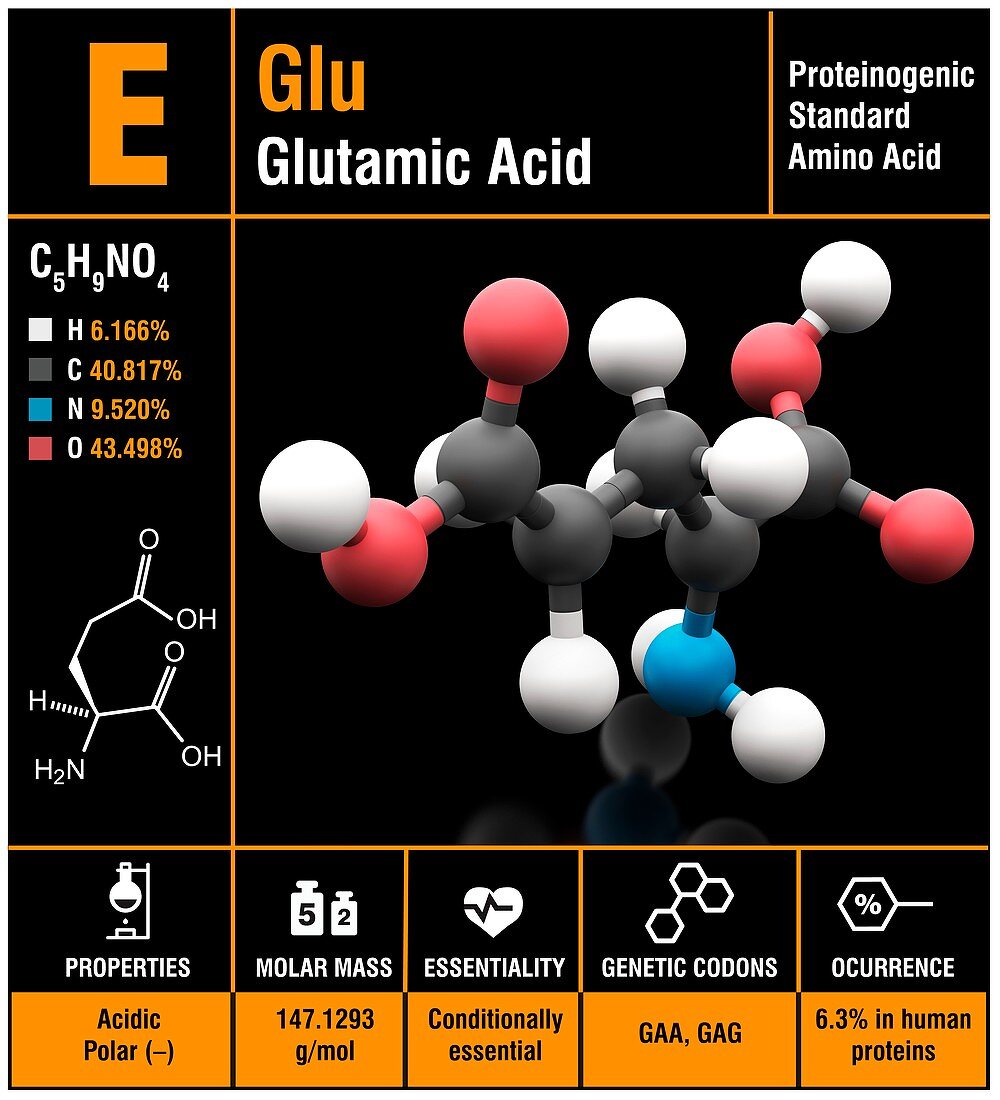 Glutamic acid amino acid molecule