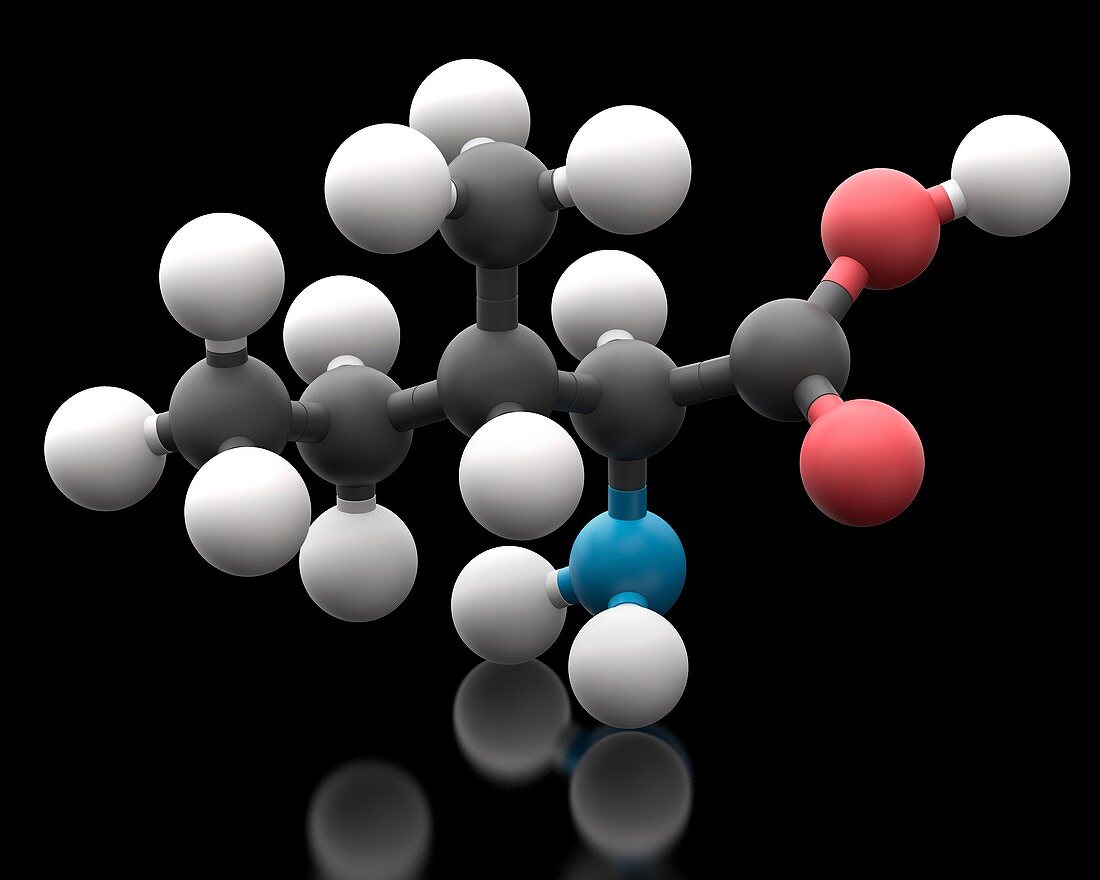 Isoleucine amino acid molecule