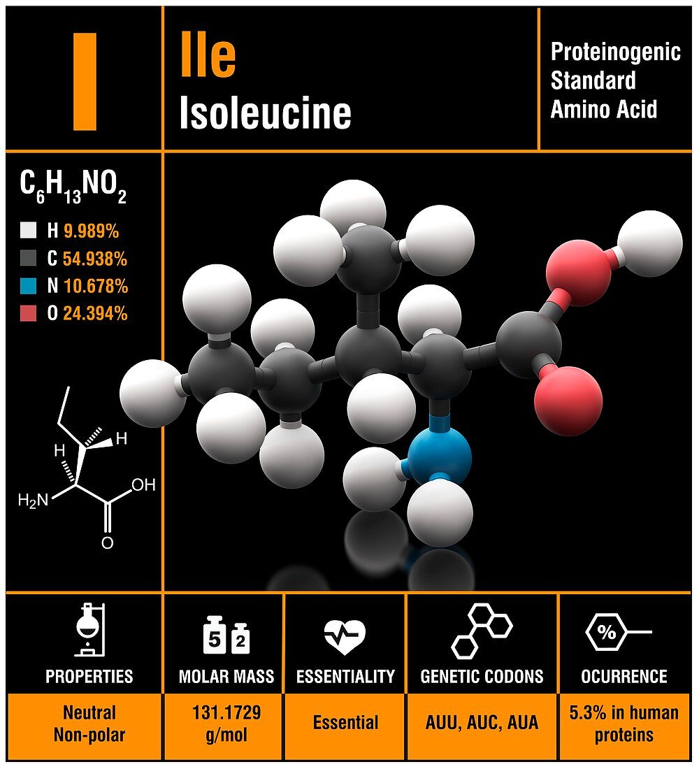 Isoleucine amino acid molecule