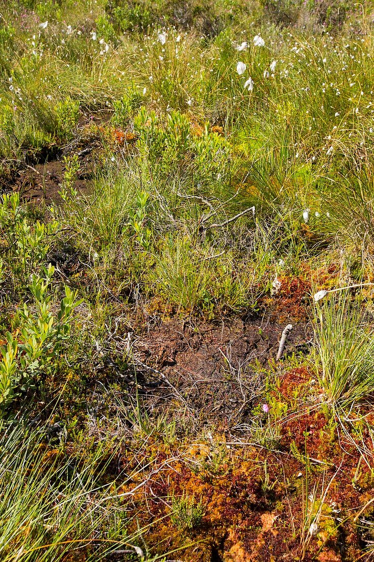 Lowland raised bog