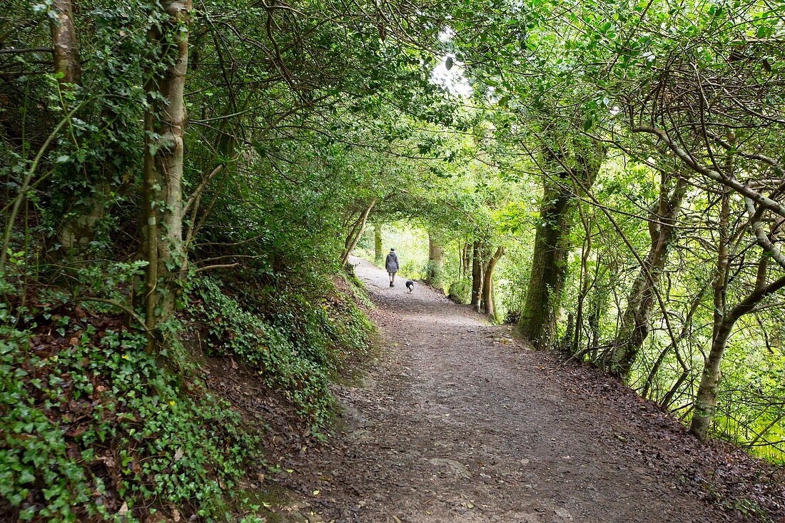 path through woodland,Cornwall,UK