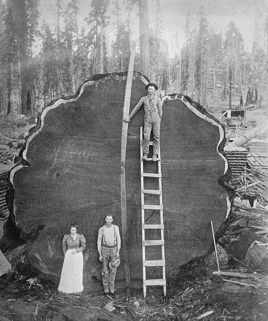 Giant sequoia log,California