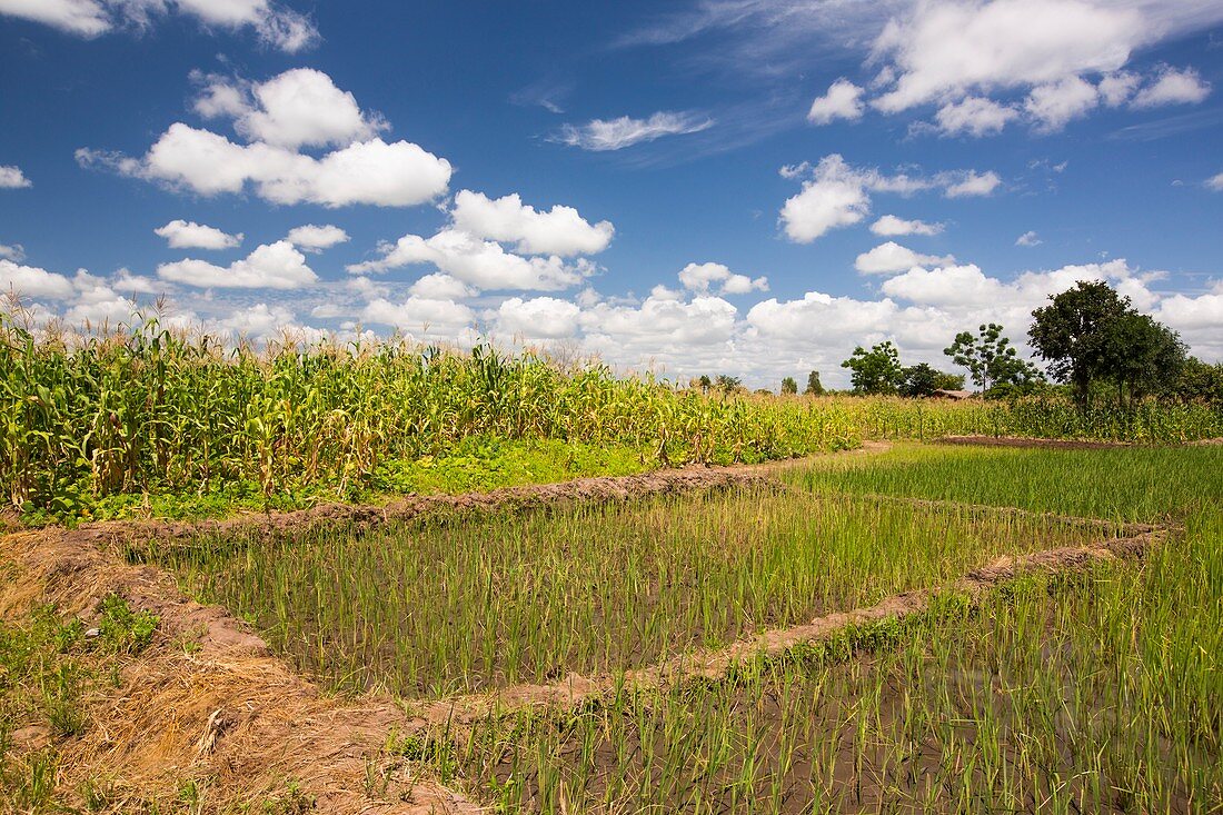 Maize and rice crops,Malawi