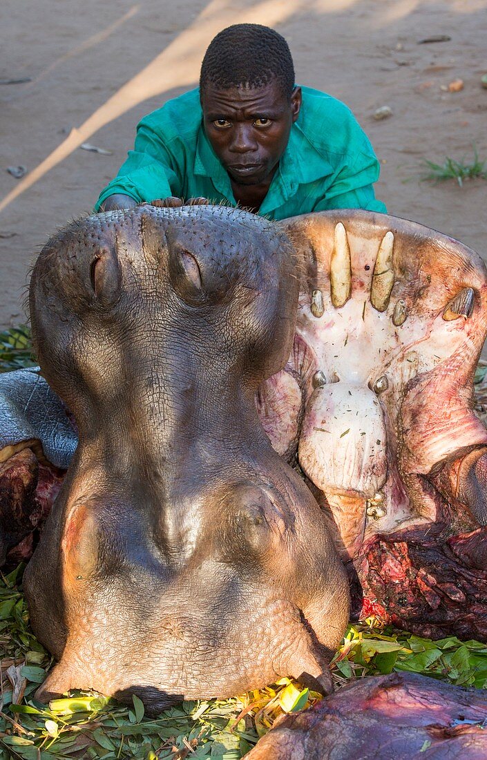 Malawian man with a butchered Hippo