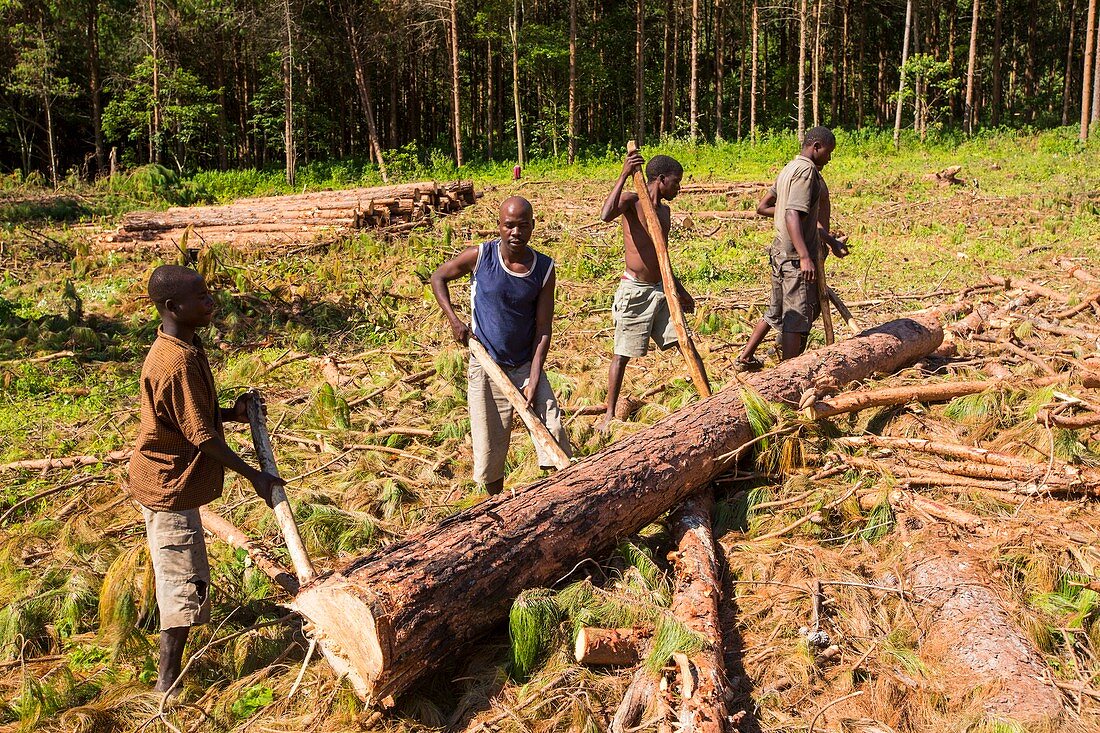 Deforestation in Malawi