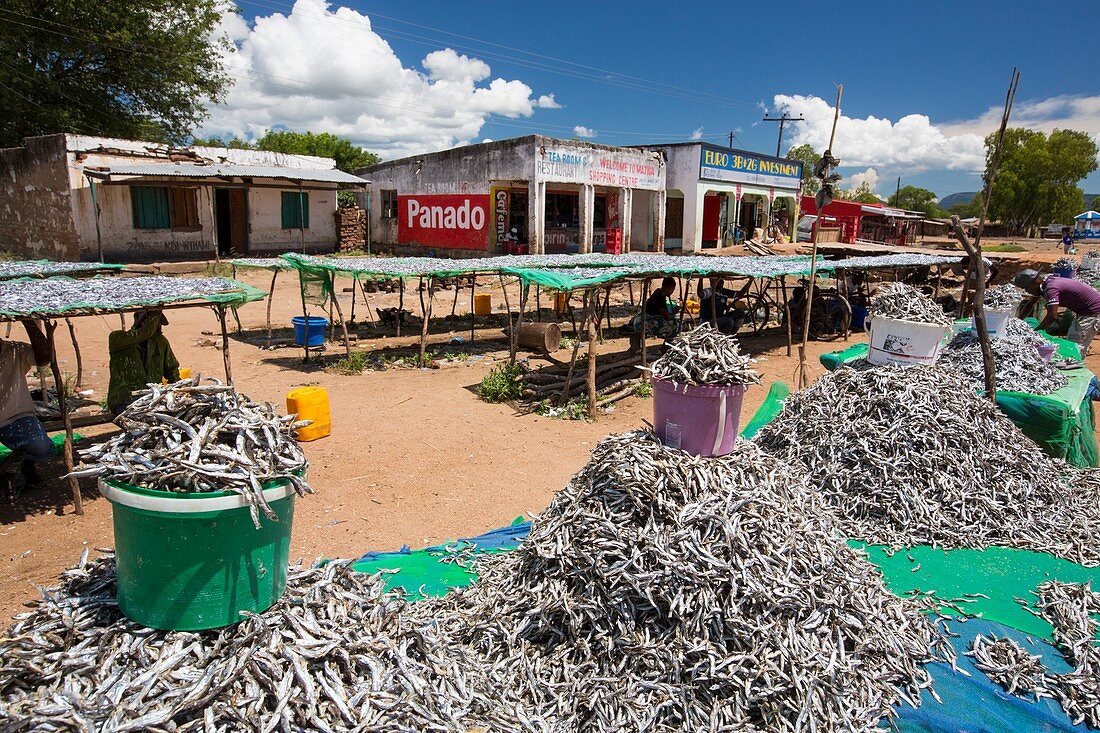 Fish caught in Lake Malawi,drying racks
