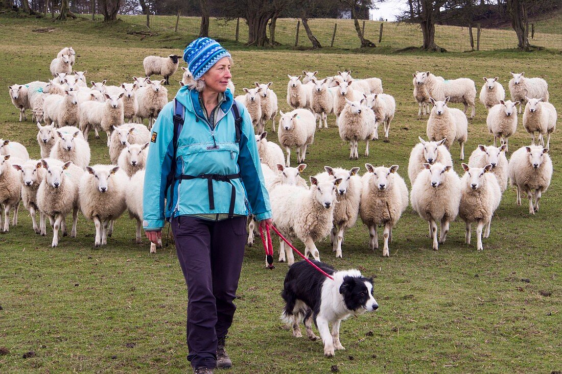 Woman and dog in field of sheep