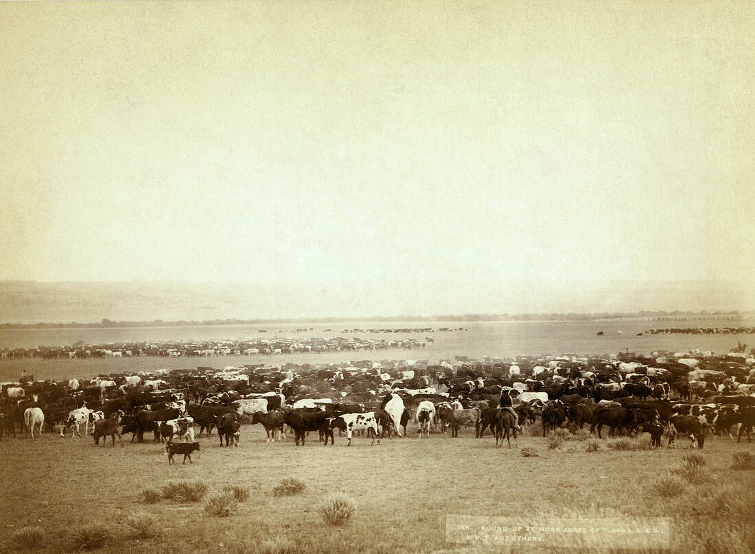 Cattle round-up,late 19th century