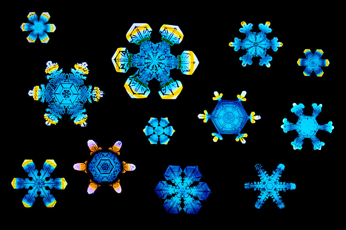 Computer-enhanced light micrograph of snowflakes
