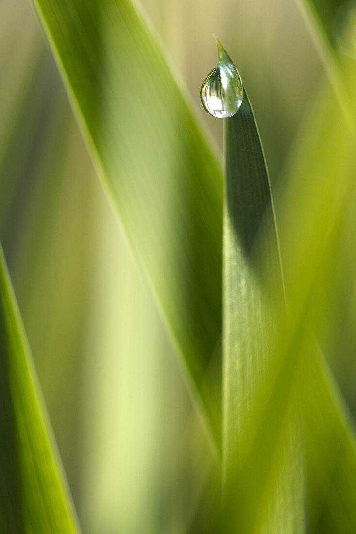 Dewdrop on Grass