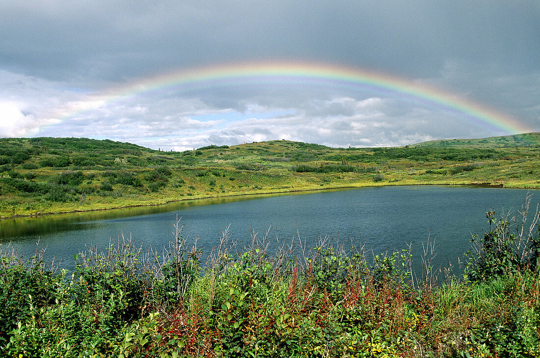 Rainbow Over Beaver Pond,Denali,Alaska