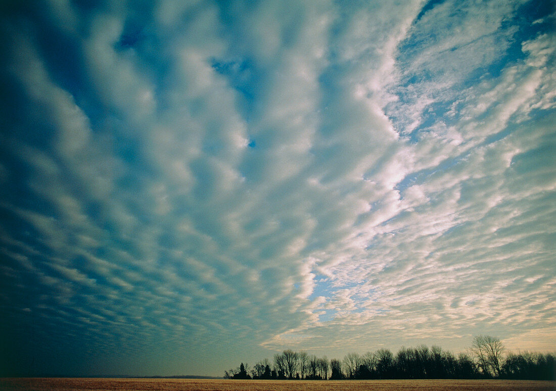 Altocumulus undulatus clouds