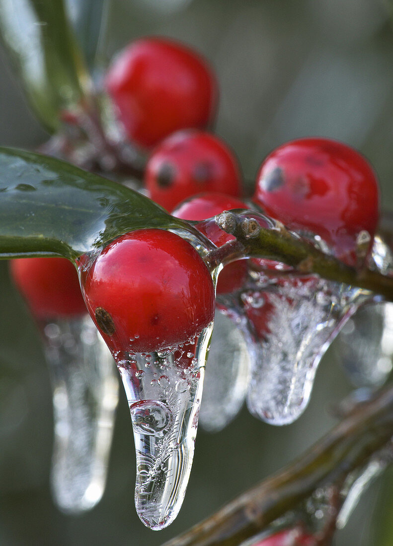 Icicles on Berries