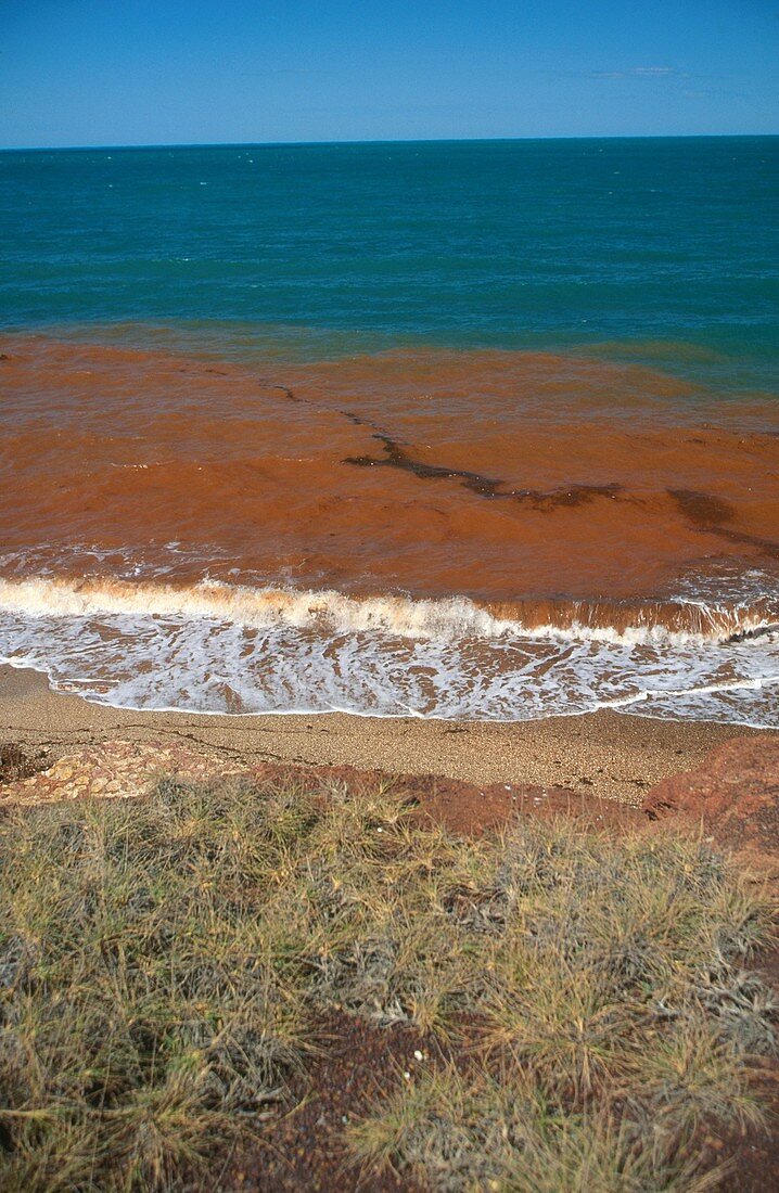 Red Tide off the coast of Australia