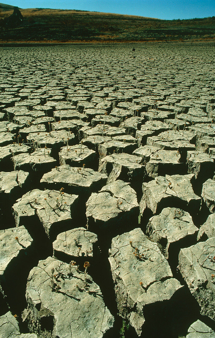 Drought-cracked mud