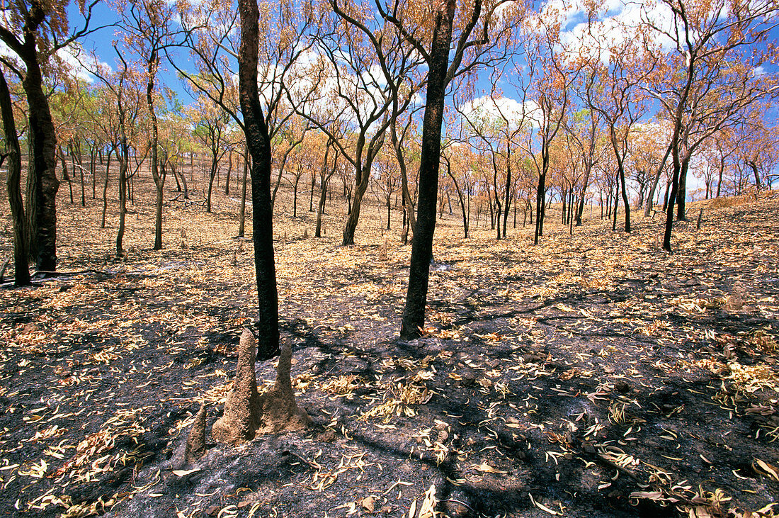 Tropical savannah woodland after bushfire