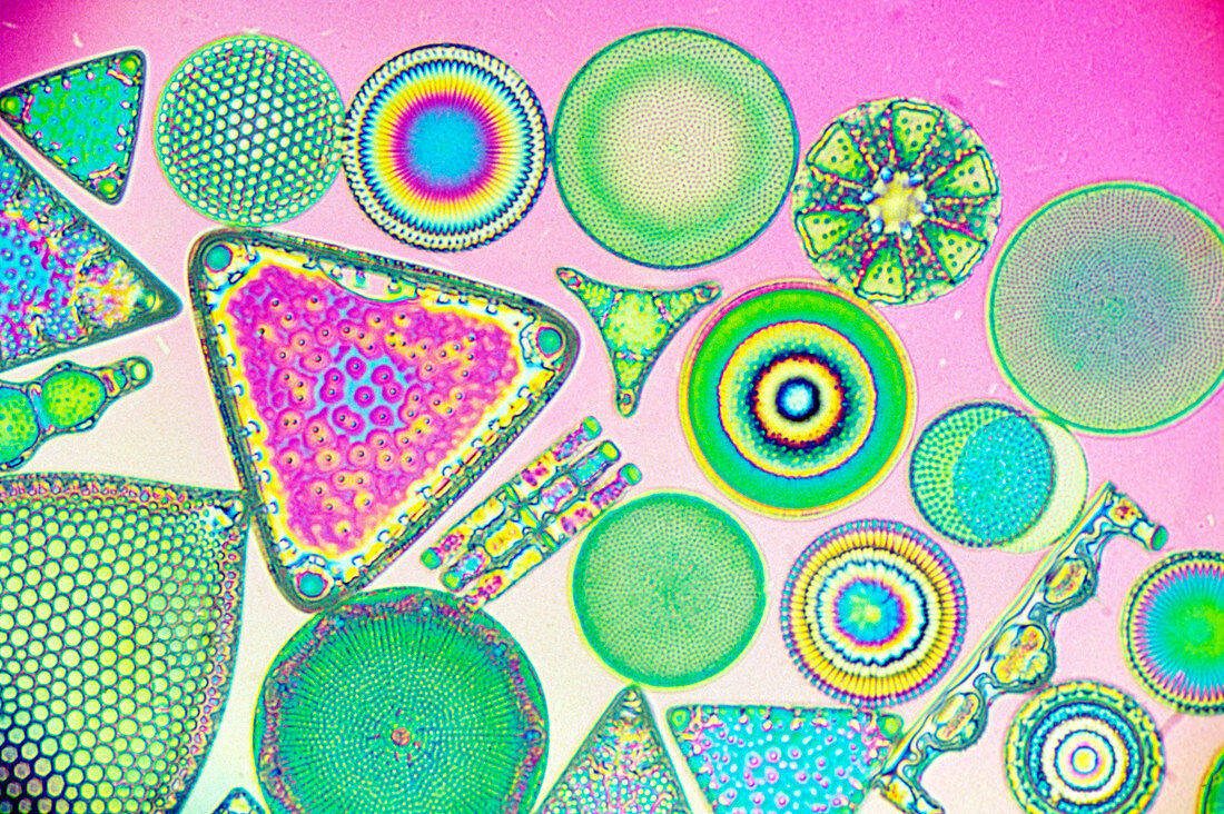 LM of fossilised diatoms