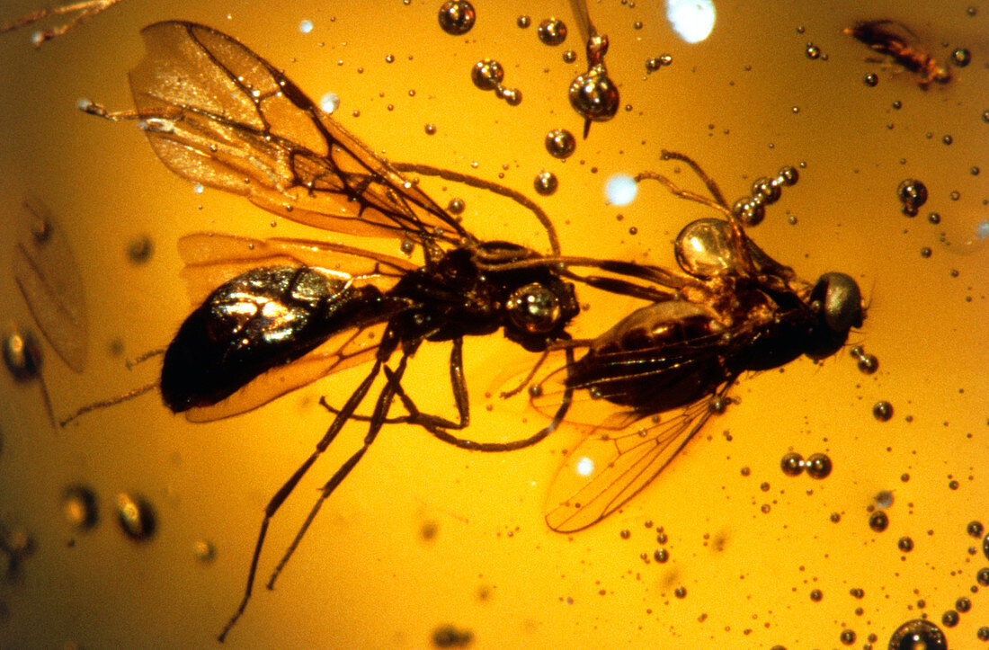 Macrophoto of fossilised wasp & fly in amber