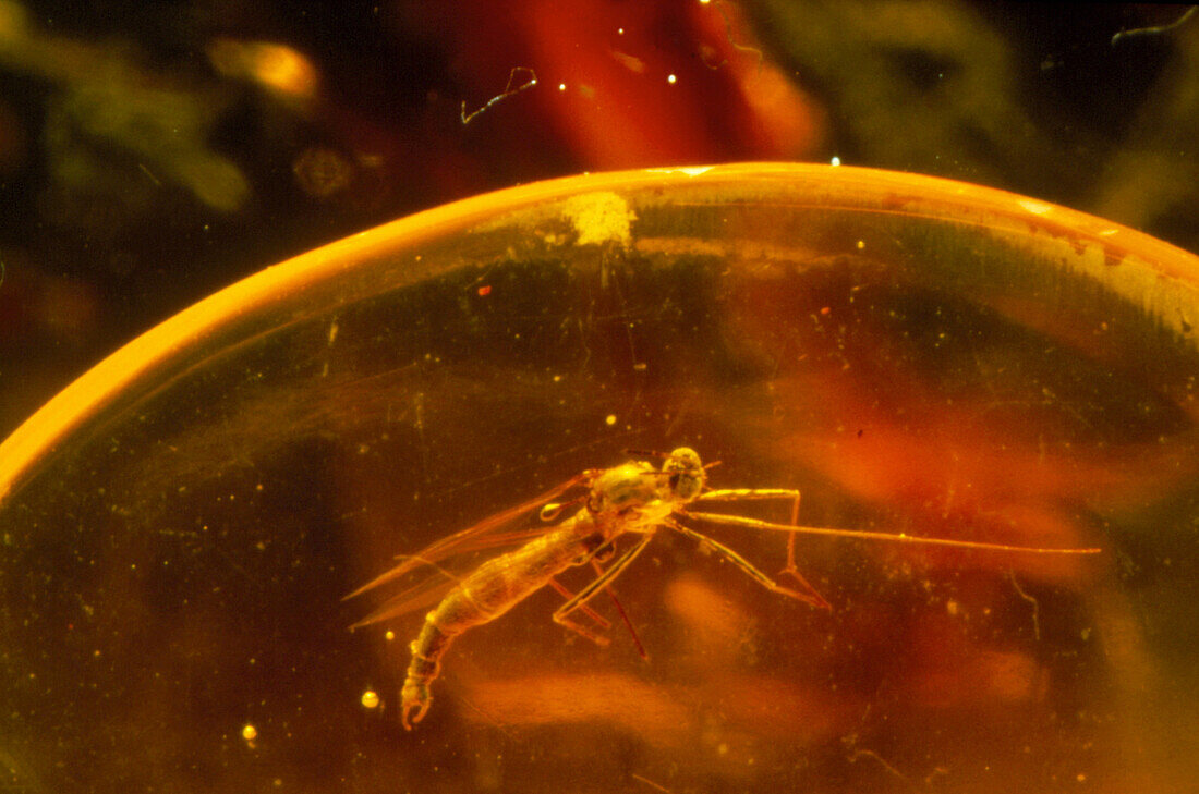 Insect fossilised in amber