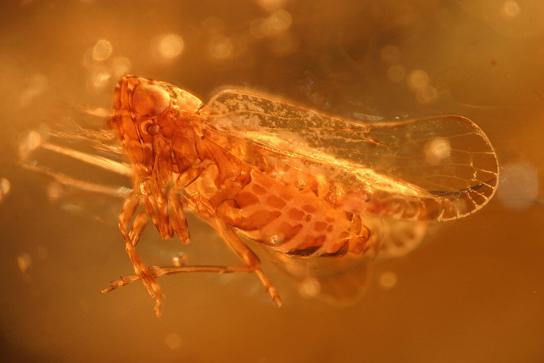 Insect in Amber