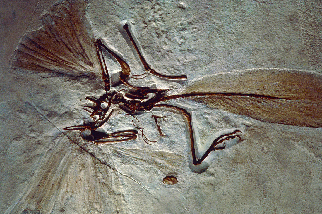 Archaeopteryx fossil,a bird-like reptile
