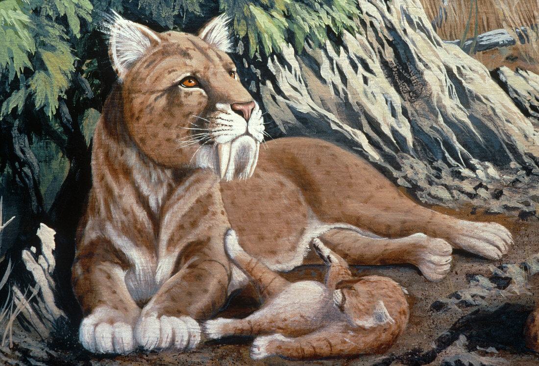 Artwork of a sabre-toothed cat with cub