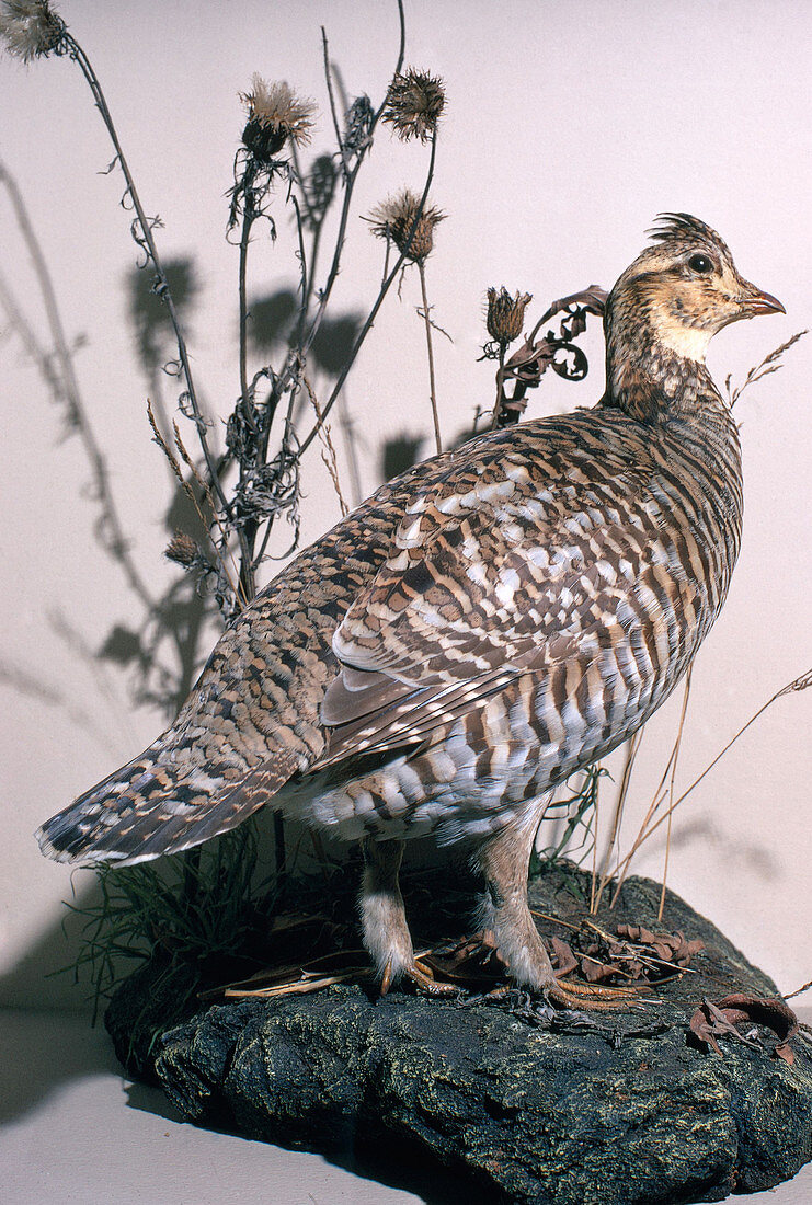 Extinct Heath Hen