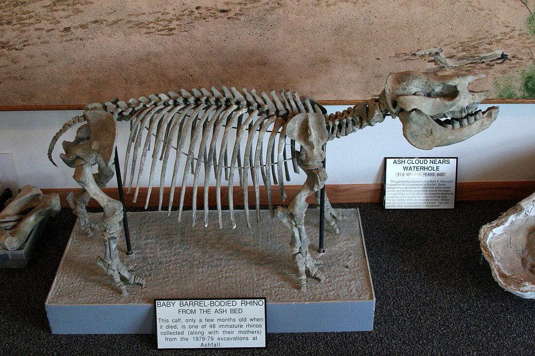 Fossil skeleton of baby Barrel-Bodied Rhino