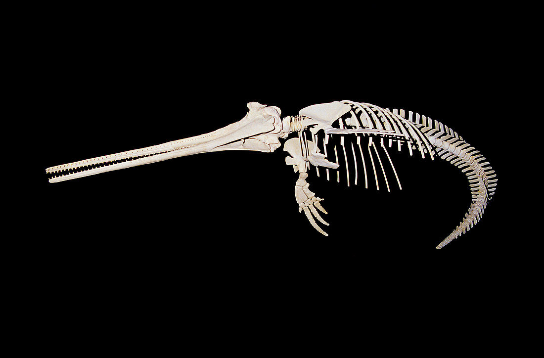 Fossil skeleton of Beaked Dolphin