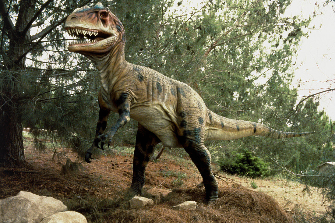 Model of Allosaurus dinosaur