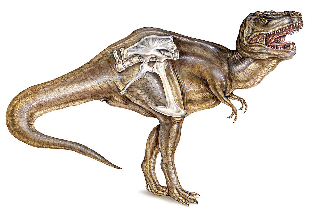T. rex with hip anatomy