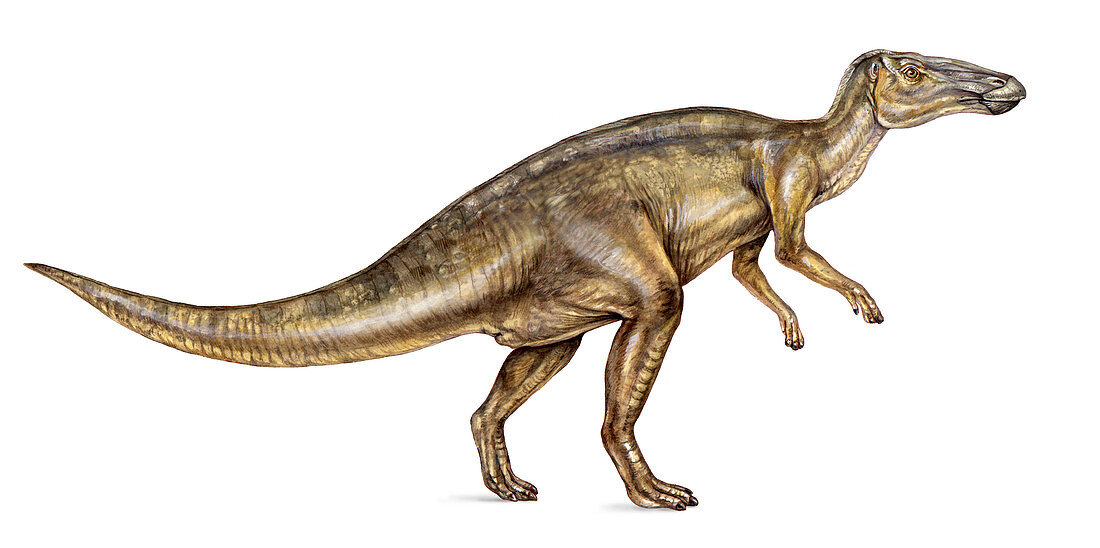 Edmontosaurus dinosaur