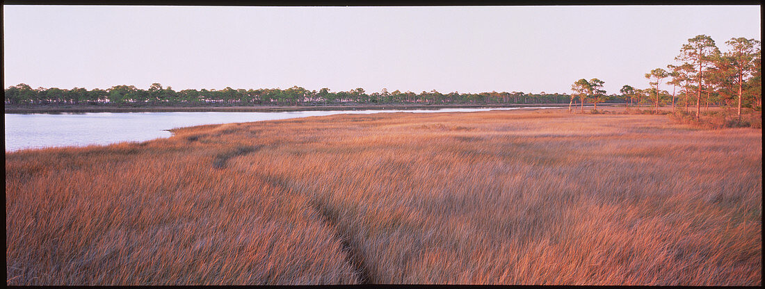 Coastal salt marsh