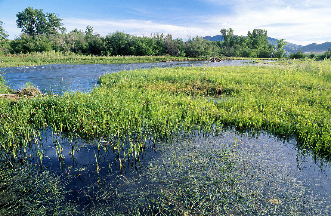 Freshwater wetland