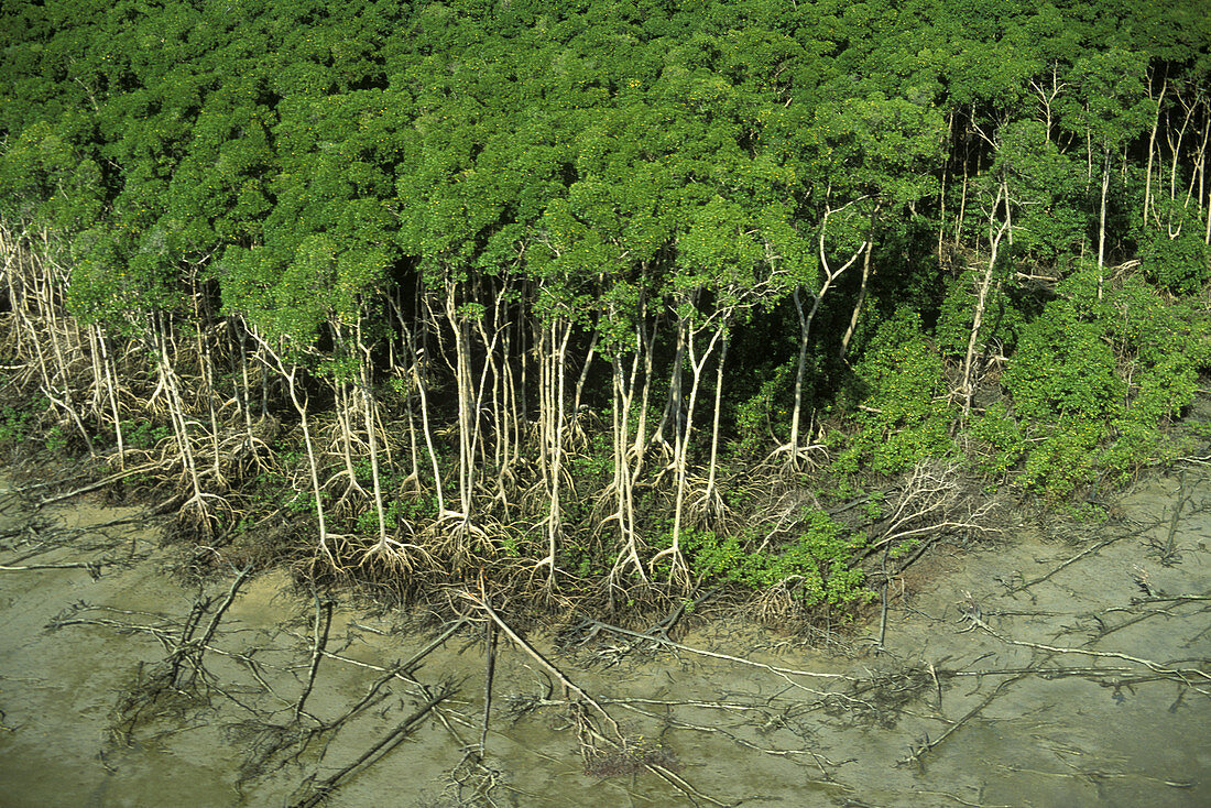Mangrove Swamp Forest