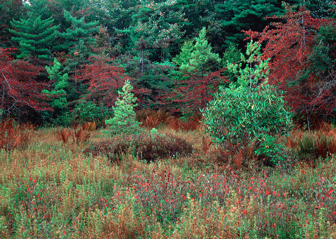 Spruce Flats Bog