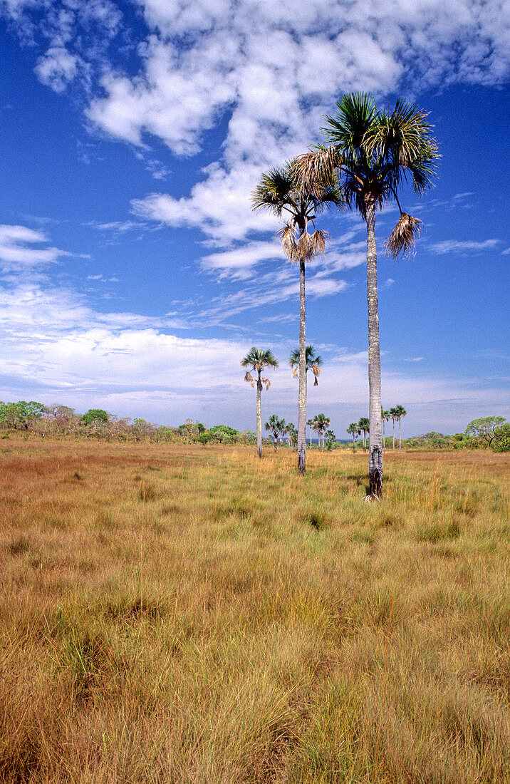 'Cerrado wetlands,Brazil'
