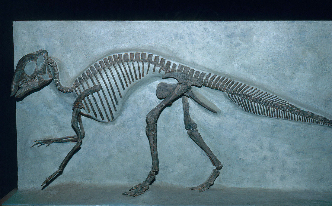 Maiasaur Skeleton