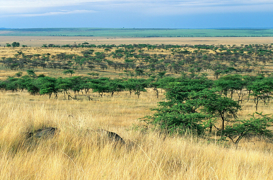 Masai Mara,Kenya