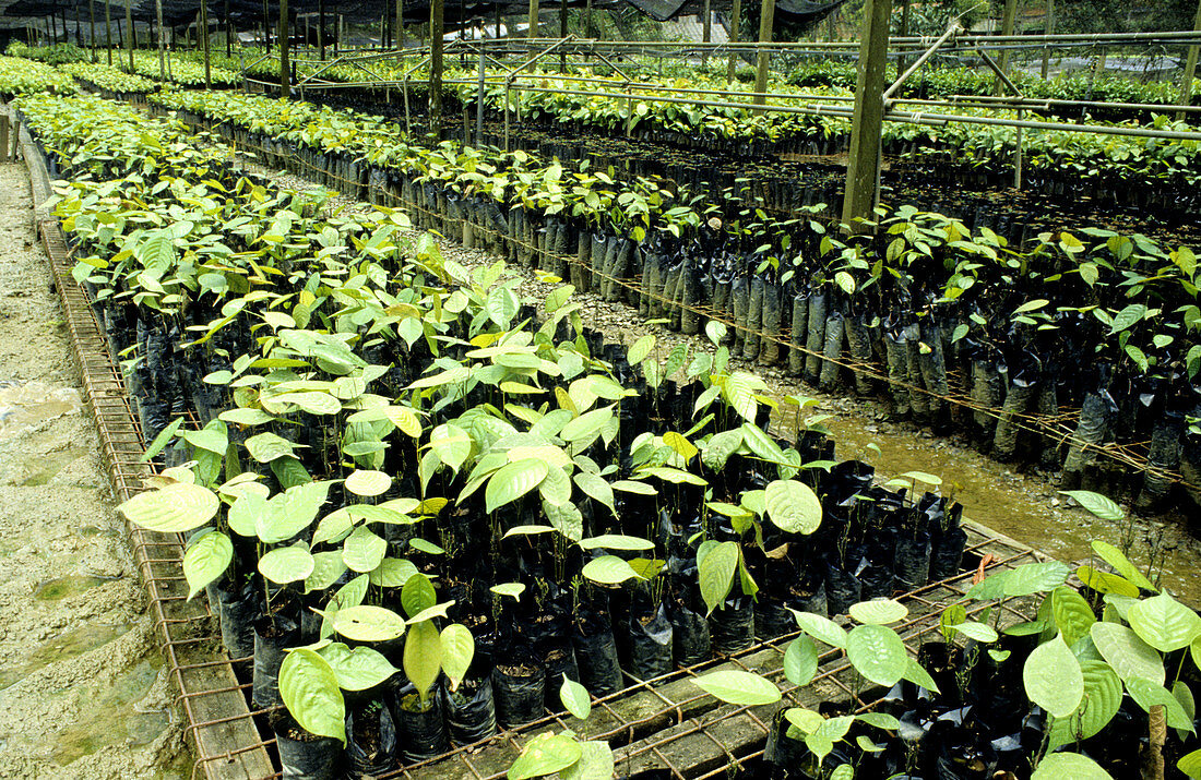 Dipterocarp seedlings,Malaysia