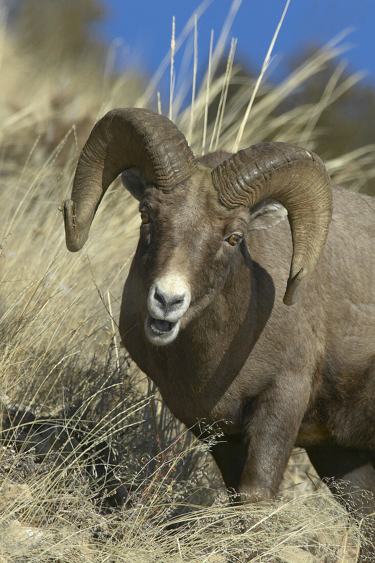 Adult bighorn sheep