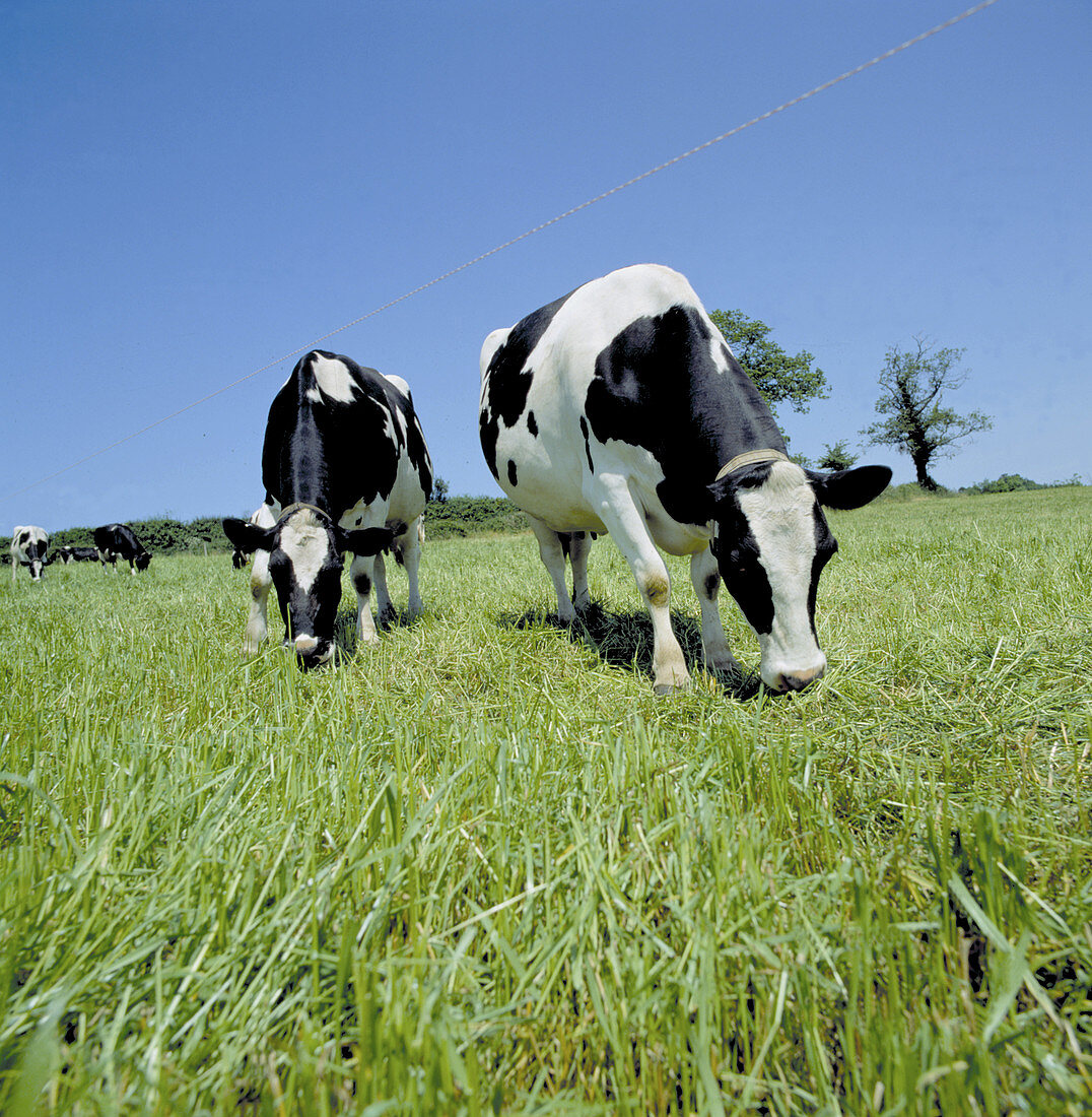 Holstein Friesian dairy cows grazing