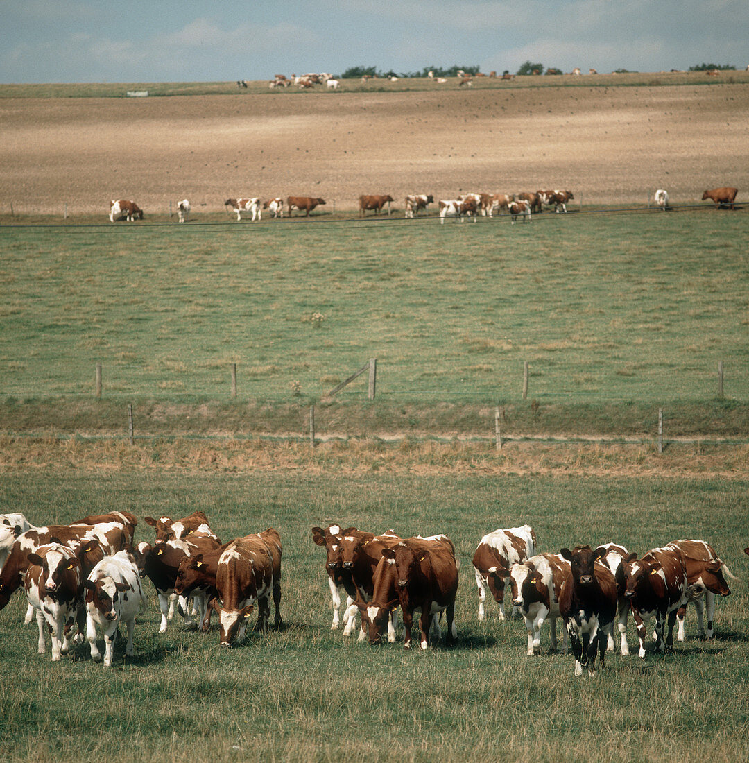 Herd of Ayrshire Cattle