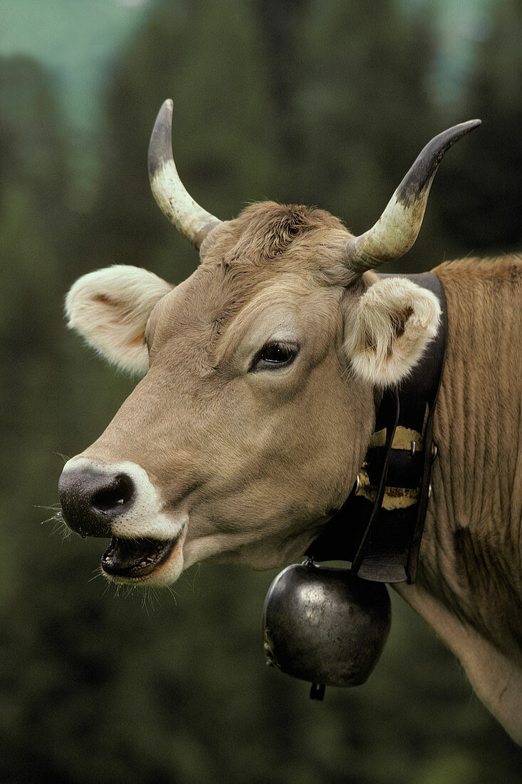 Brown cow with a bell around its neck