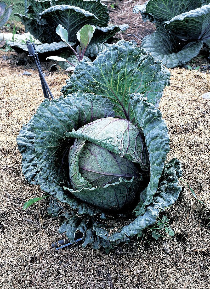 Cabbage