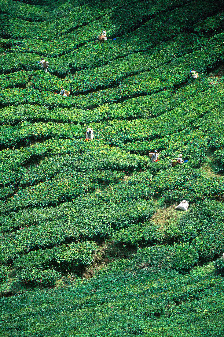 Malaysia Tea Farming