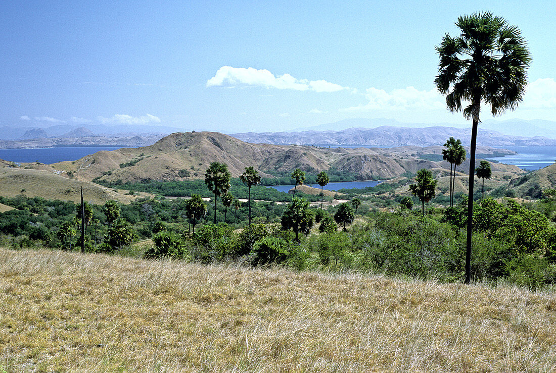 Savanna with Lontar Palm (B. flabellifer)