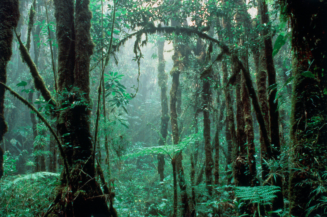 Tropical cloud forest,Costa Rica